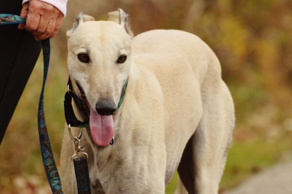 Der Greyhound ist der schnellste hund der welt 