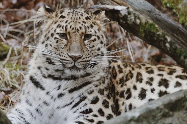 amur leopard ist das seltenste tier der welt