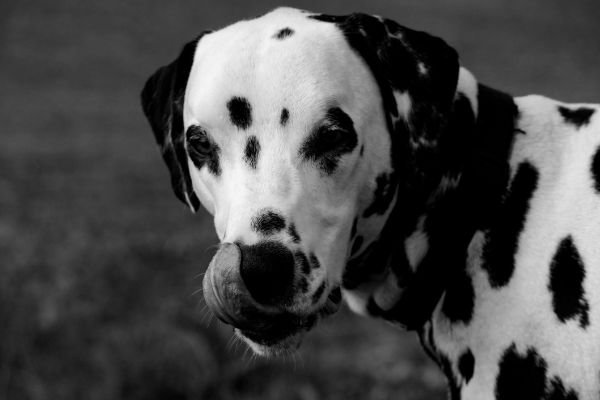 Dalmatiner einer der schnellsten Hunde