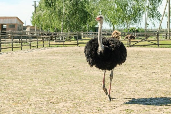Vögel in afrika