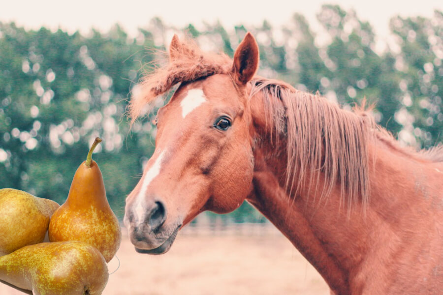 dürfen pferde birnen essen