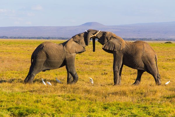 afrikanischer elefant