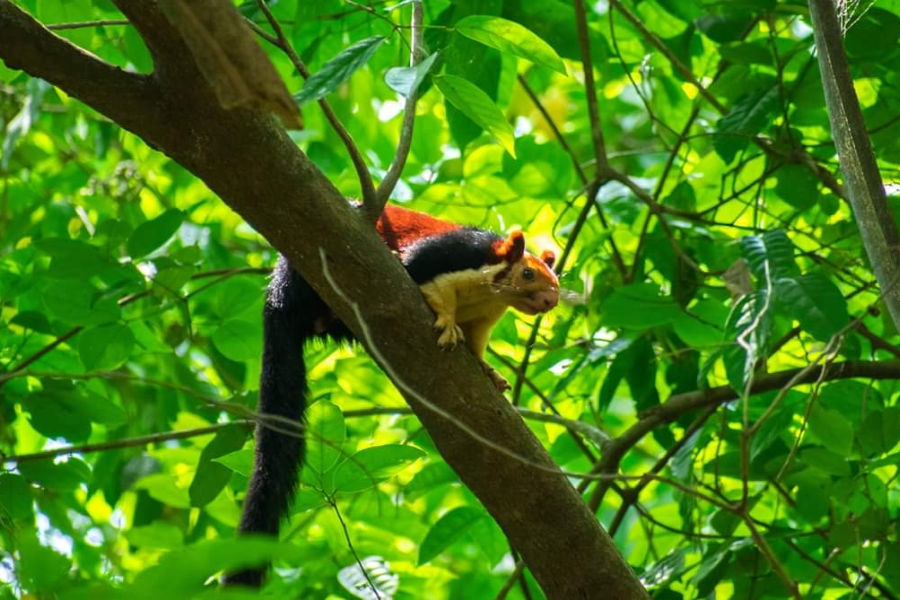 das größte eichhörnchen der welt