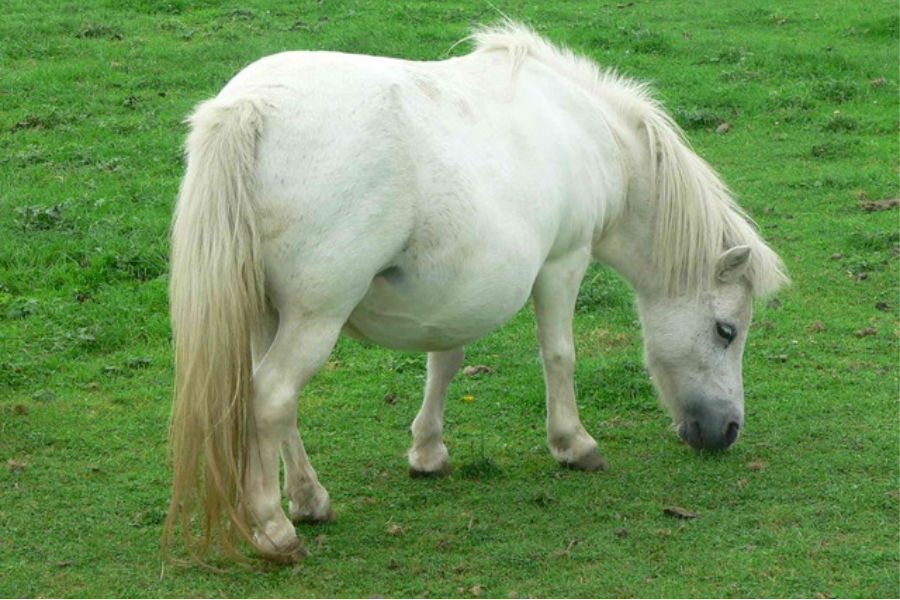 das kleinste pony der welt