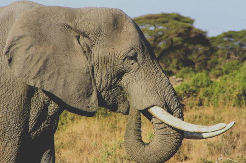 Die 10 Stärksten Tiere Der Welt