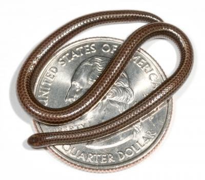 die kleinste schlange der welt auf einem Quarter Dollar.