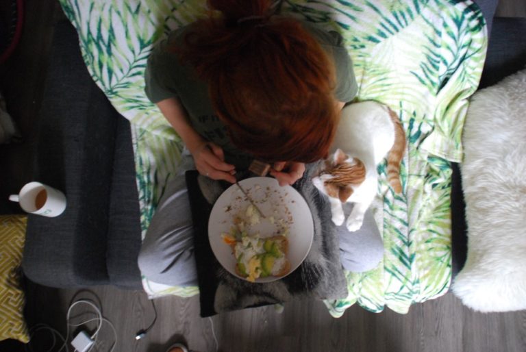 Dürfen Katzen Avocado Essen Oder Sind Sie Giftig? Alle Infos!