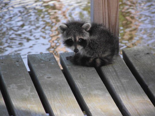 Was frisst ein kleiner Baby Waschbär