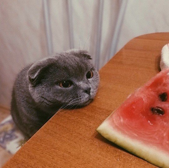 Katzen dürfen Wassermelone essen