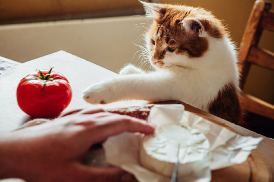 Tomatenpflanze Katze Giftig