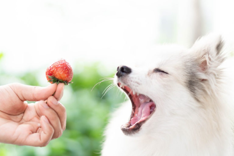 Dürfen Hunde Erdbeeren Essen? Alles Was Sie Wissen Müssen!
