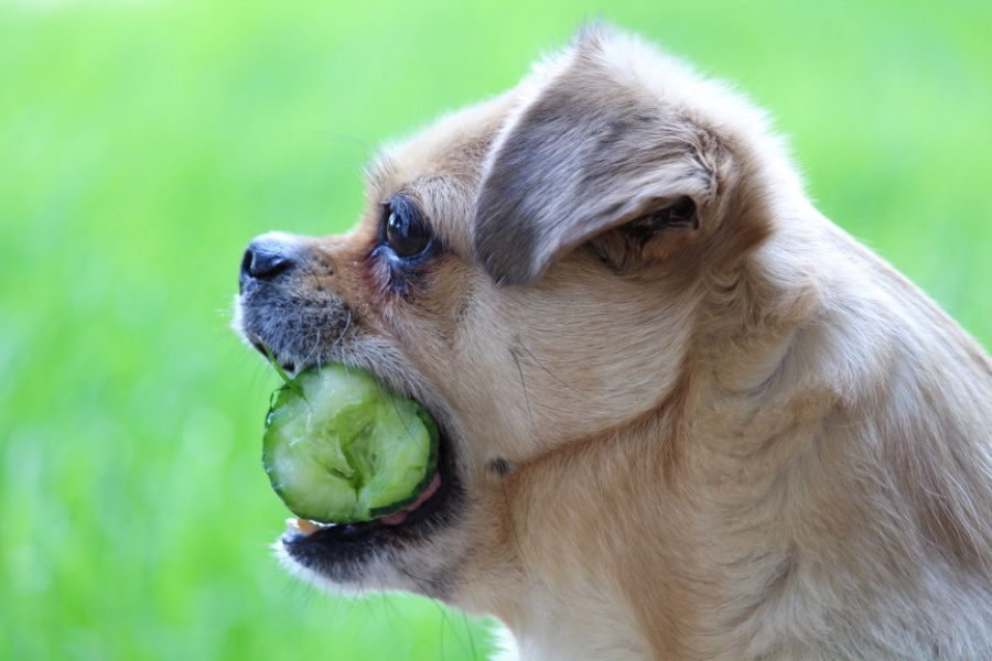 dürfen hunde saure gurken essen