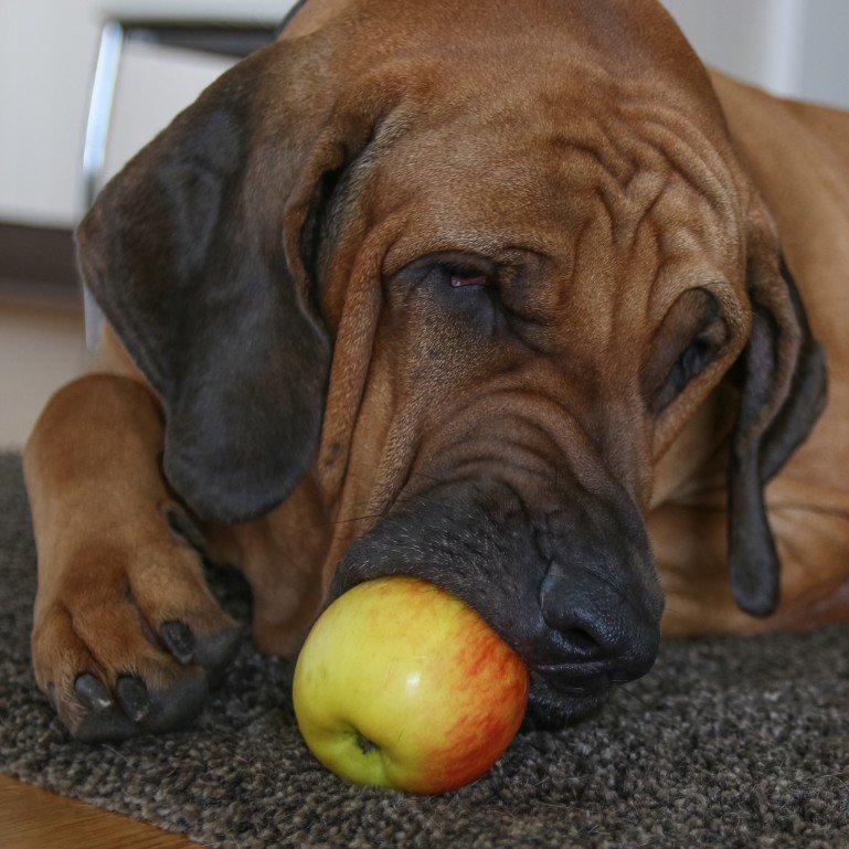 Hunde dürfen Äpfel essen