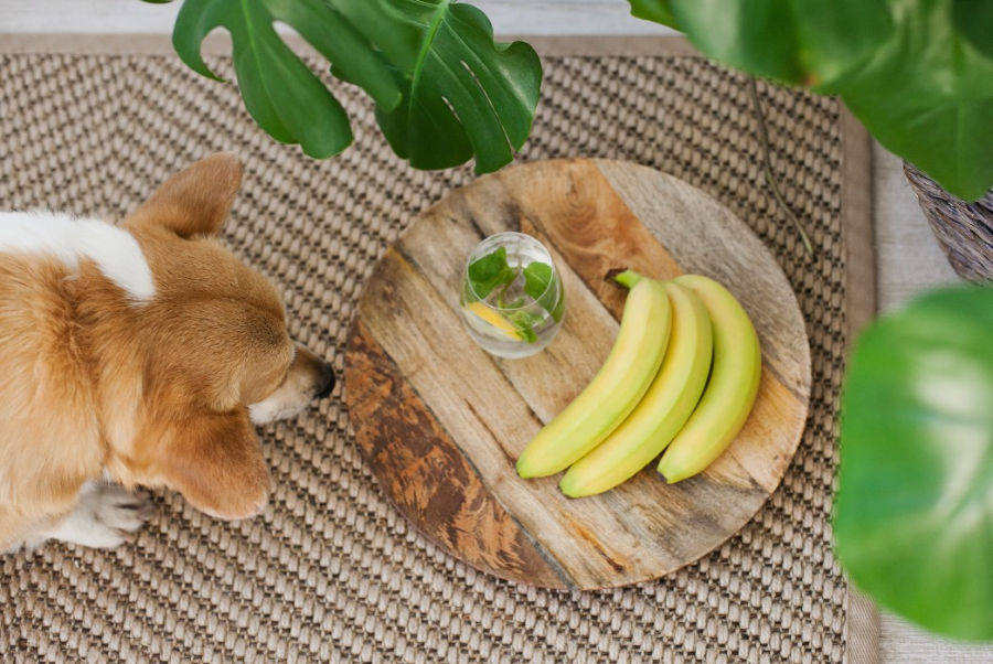 dürfen hunde bananen essen?