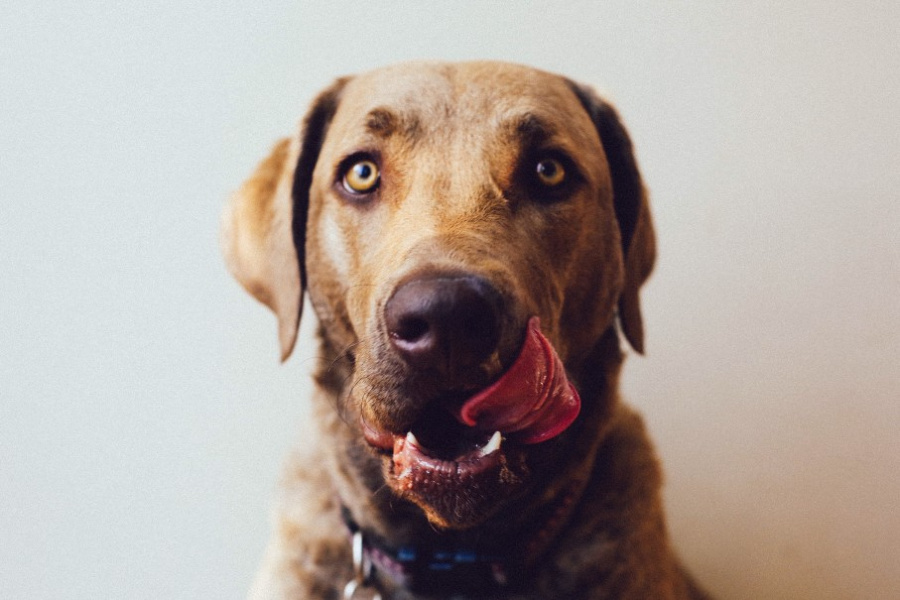 dürfen hunde honig essen?