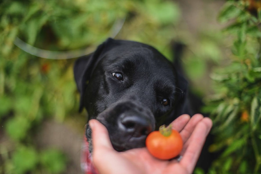 dürfen hunde tomaten essen