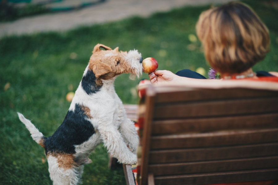 dürfen hunde äpfel essen?