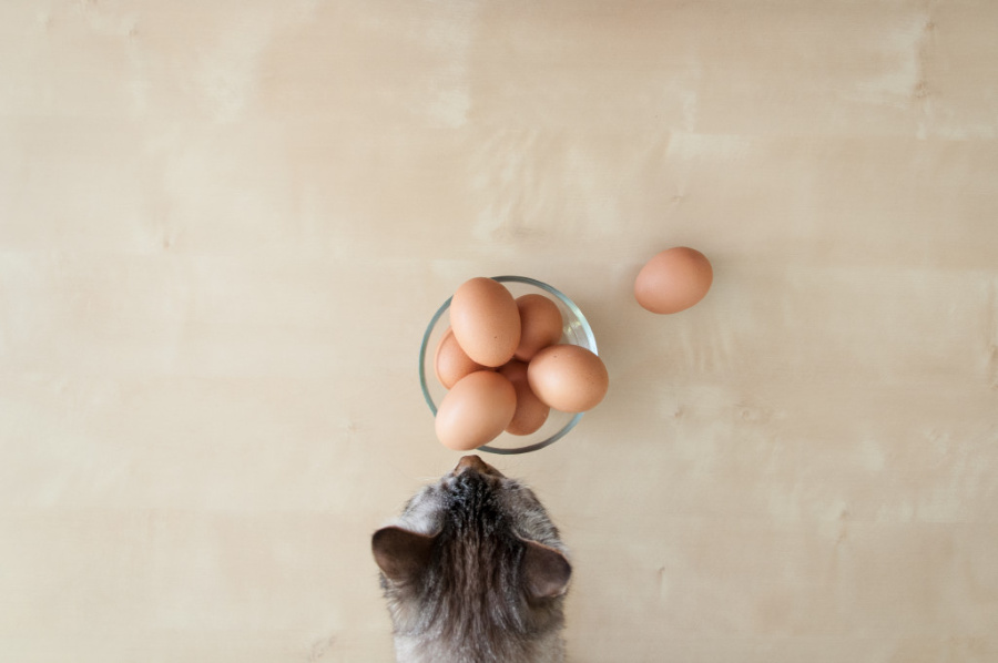 dürfen katzen eier essen?