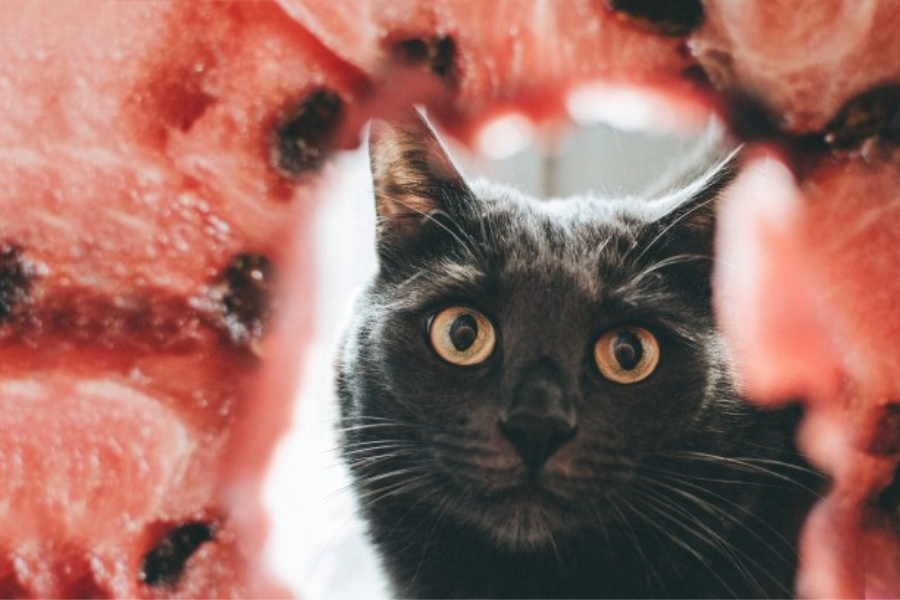 dürfen katzen wassermelone essen?