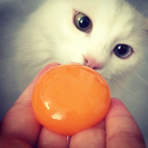 Katzen dürfen Eier essen. 