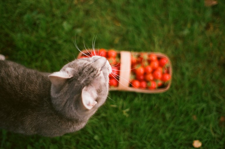 Unter bestimmten Voraussetzungen können Katzen auch ab und zu Tomaten essen