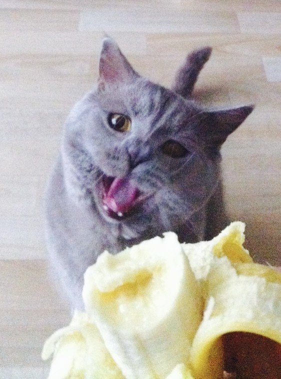 katzen dürfen bananen essen