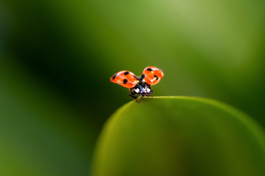 schöne Insekten