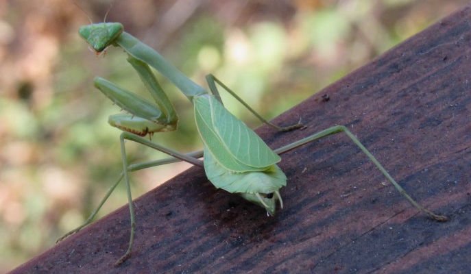 die 10 schönsten insekten