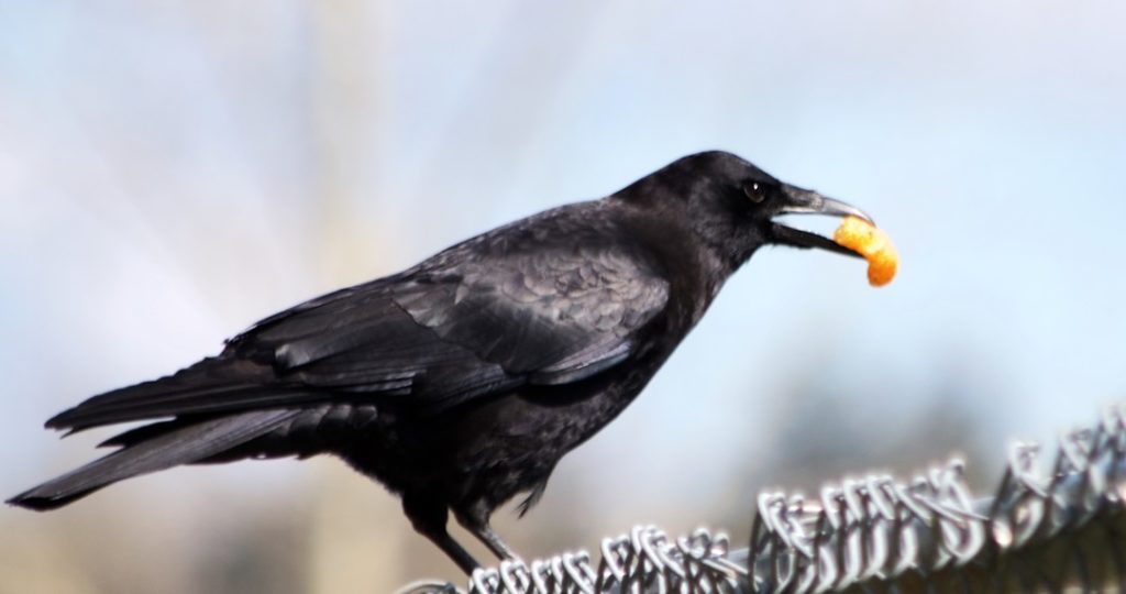 Die Ernährung von Krähen im urbanen Raum