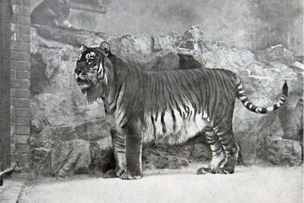 ausgestorbener Tiger