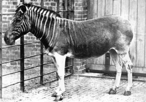 10 Ausgestorbene Tiere Die Man Kennen Muss! - Rekordtiere.de