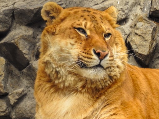 männlicher Liger