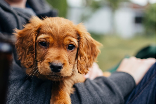 so süßer hund