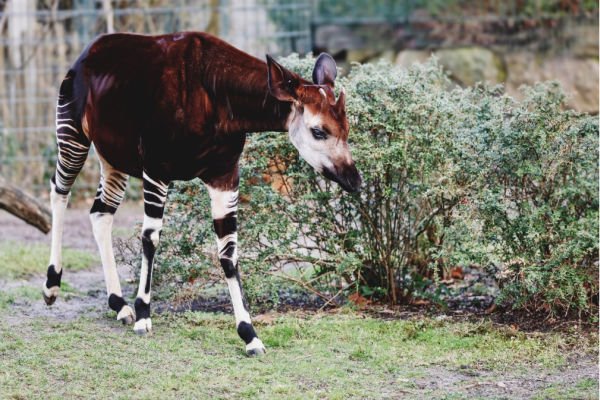 seltene Tiere in afrika