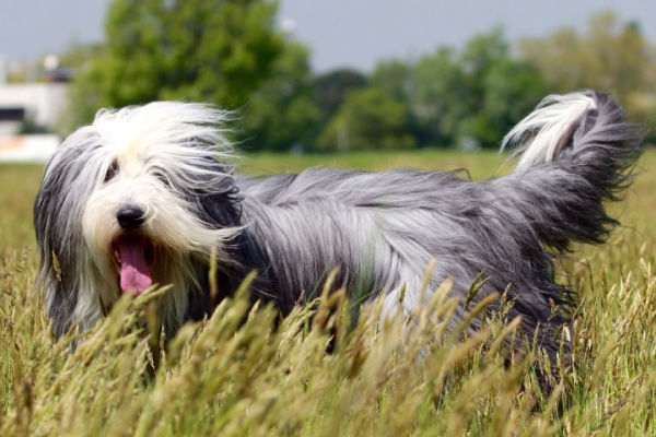 süßester hund