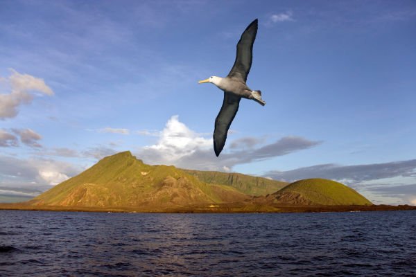 der schnellste vogel der welt 