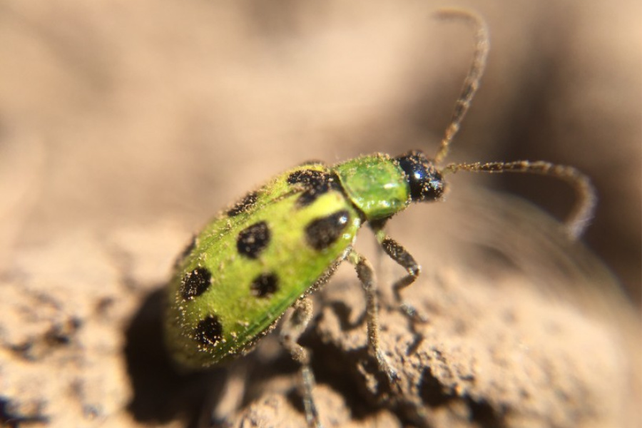 komische Insekten