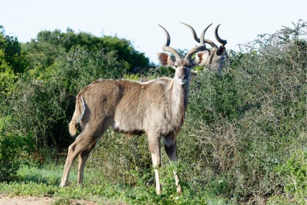 tiere aus afrika