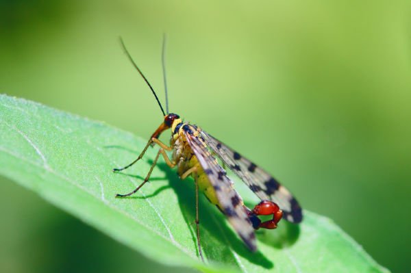 interessante insekten