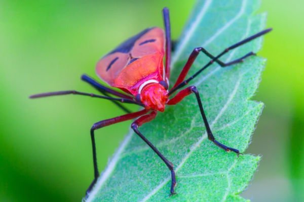 komische insektenarten