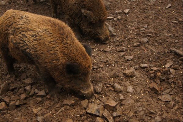 Wildschweine sind die gefährlichsten Tiere in Deutschland