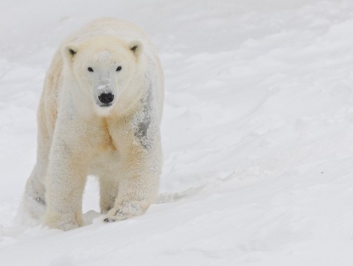 Der Eisbär ist das gefährlichste Tier in Europa