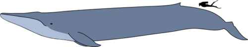 are blue whales predators are blue whales predators