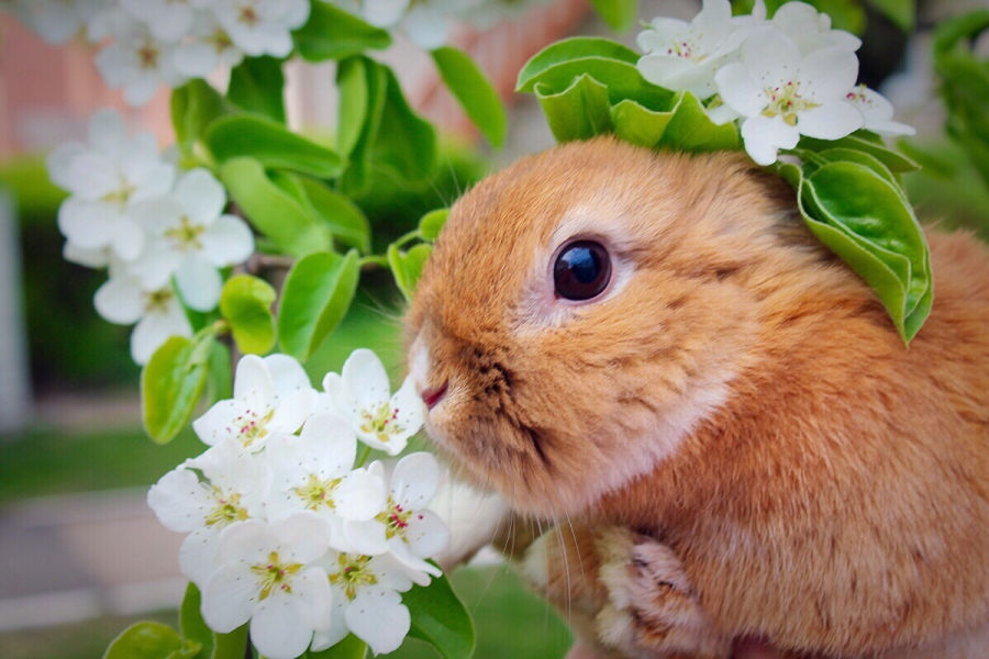 Schöne Dürfen Kaninchen Kirschen Essen Fotos