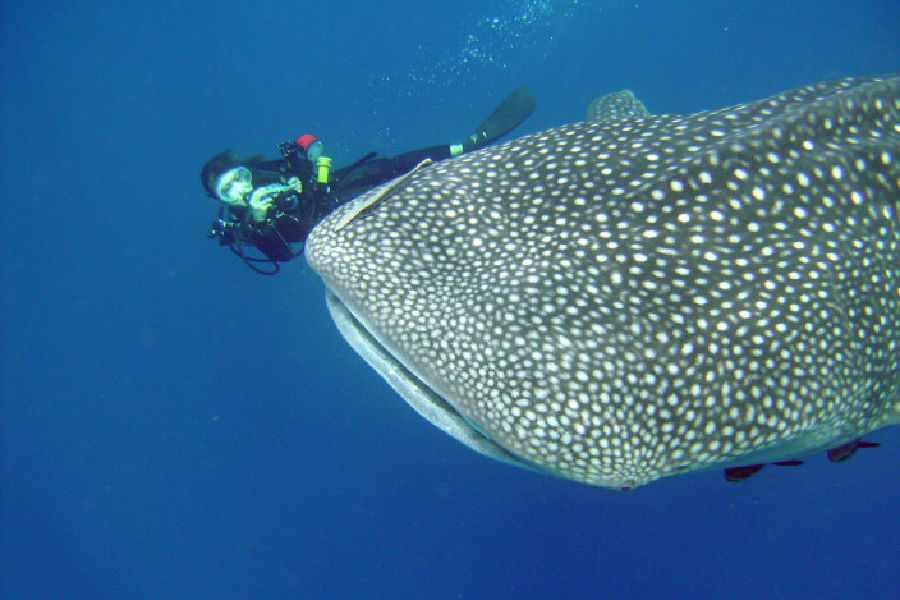 größte fische der welt