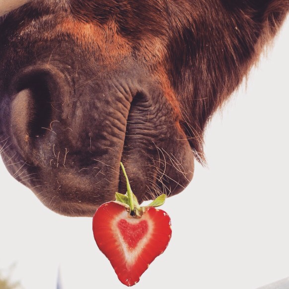 Pferde dürfen Erdbeeren essen