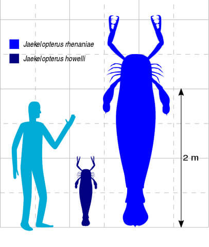 größter Skorpion aller Zeiten