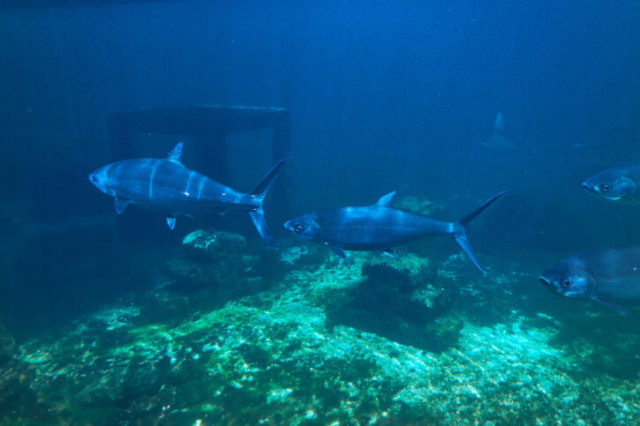 Wer Ist Der Schnellste Fisch Der Welt Die 5 Schnellsten Fische Der Welt! (Ranking) - Rekord Tiere