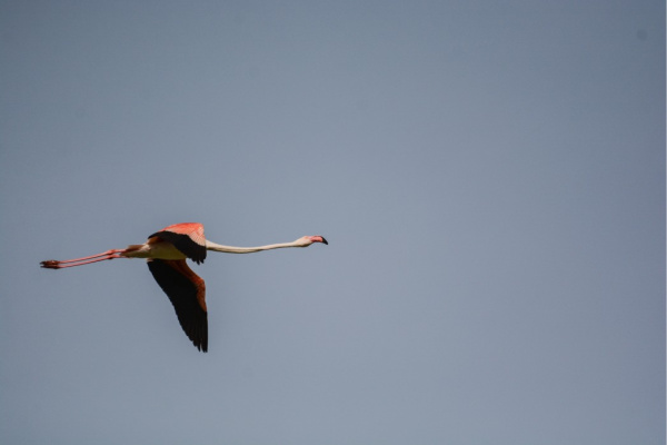 Flamingos fliegen