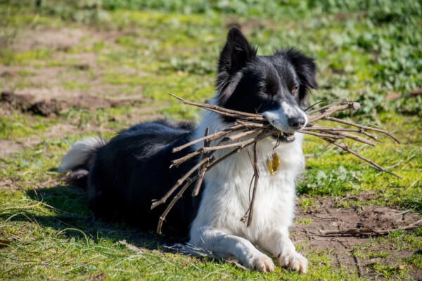 der schlauste hund der welt